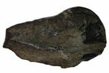 Fossil Whale Ear Bone - Miocene #136898-1